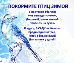 накормите птиц зимой